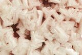 Pink Halite Crystal Cluster - Trona, California #347186-1